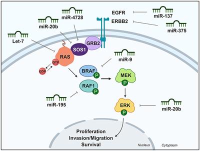 miRNA-Directed Regulation of the Main Signaling Pathways in Thyroid Cancer